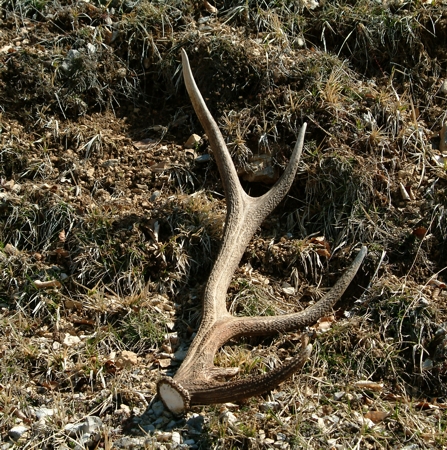 Cervus elaphus corsicanus (cervo sardo)